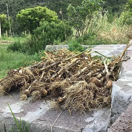 Dom wakacyjny Il Cavolo Nero